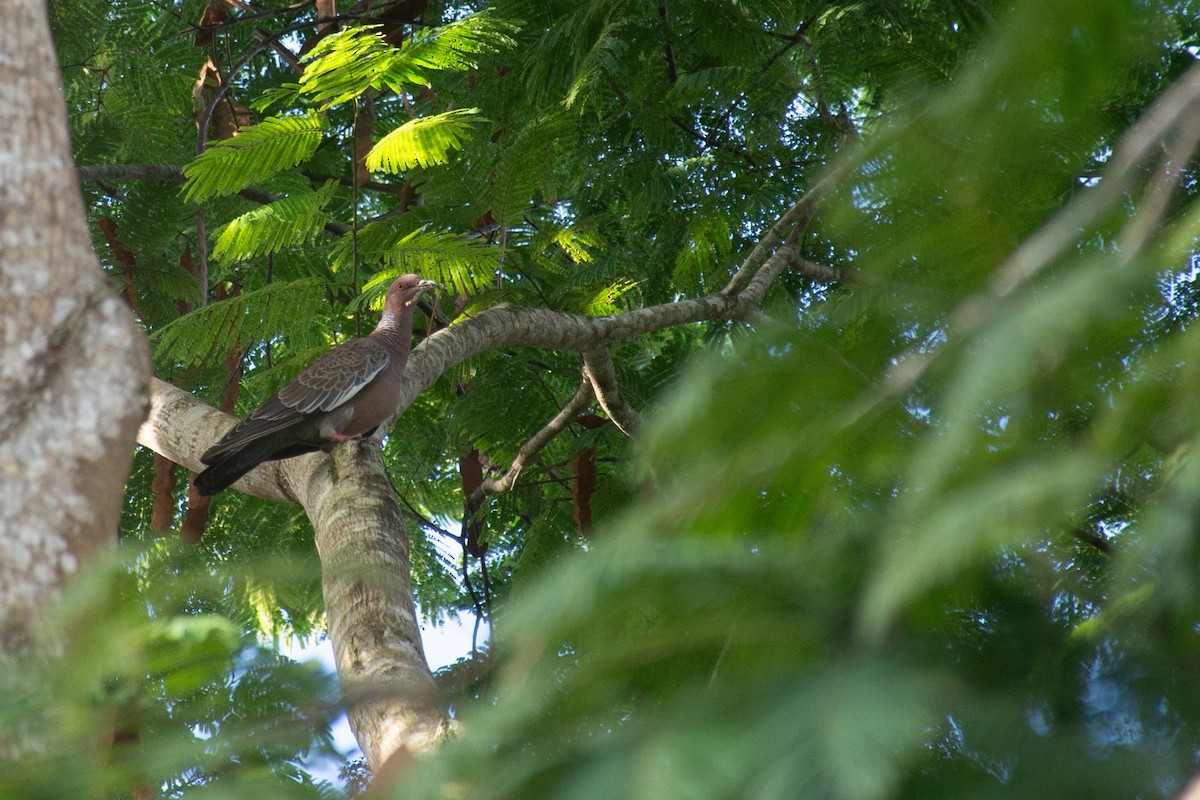 Picazuro Pigeon - ML620705106