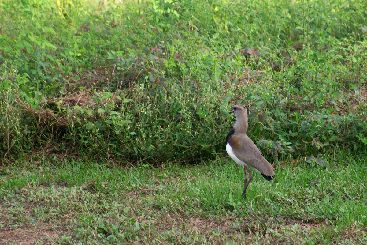 Southern Lapwing - Sangam Paudel