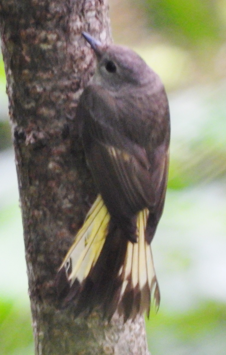 American Redstart - ML620705108