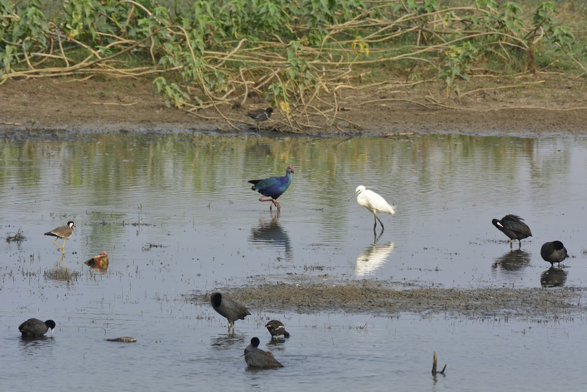 Red-wattled Lapwing - ML620705109