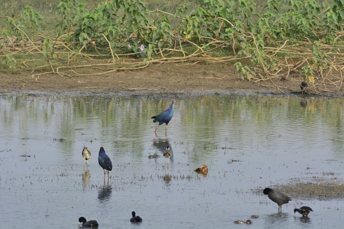 Red-wattled Lapwing - ML620705110