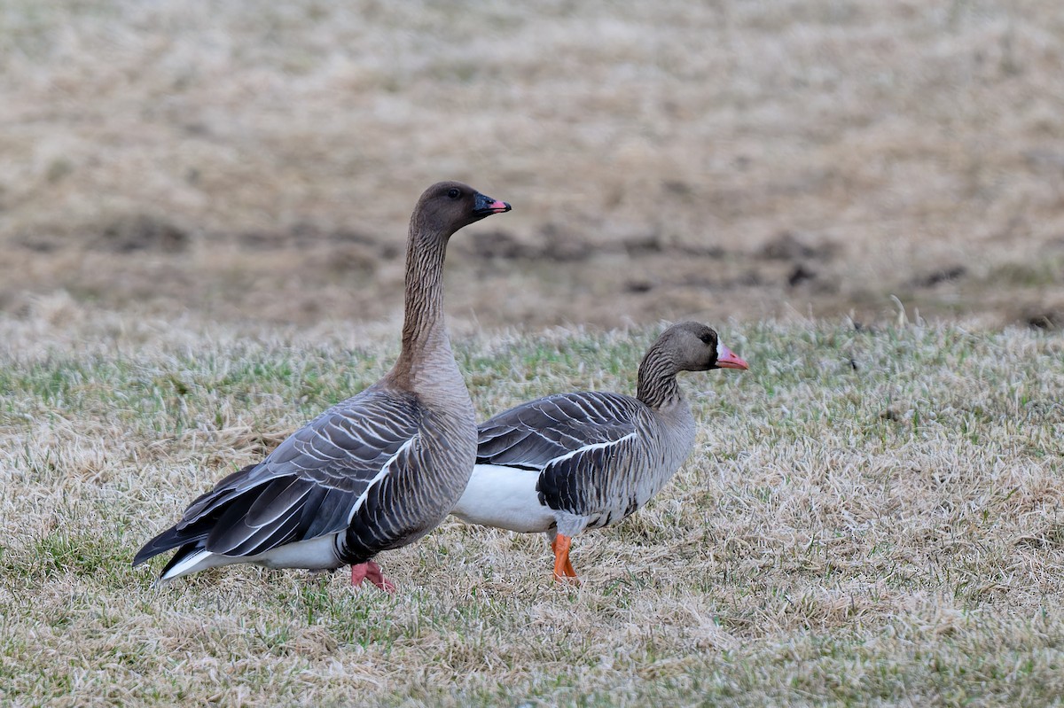 Pink-footed Goose - ML620705111