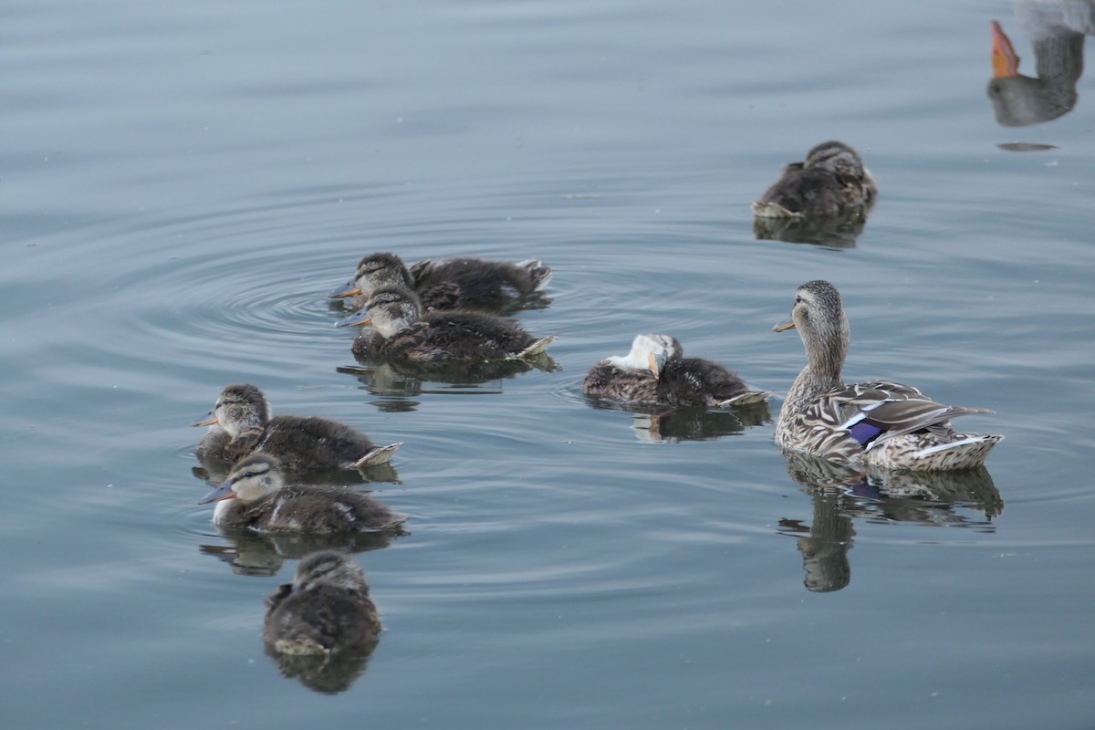 Canard colvert - ML620705113