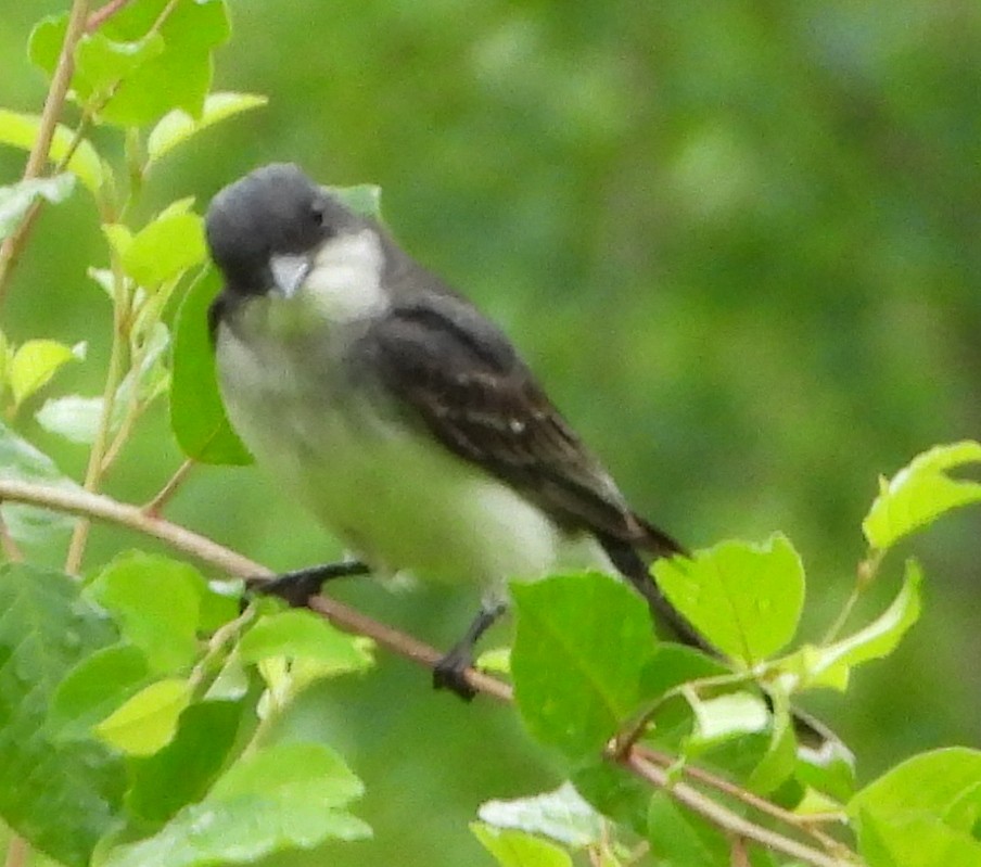 Eastern Kingbird - ML620705114