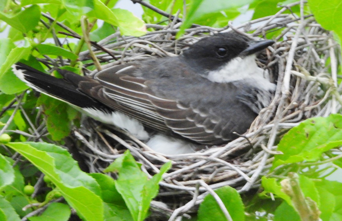 Eastern Kingbird - ML620705115