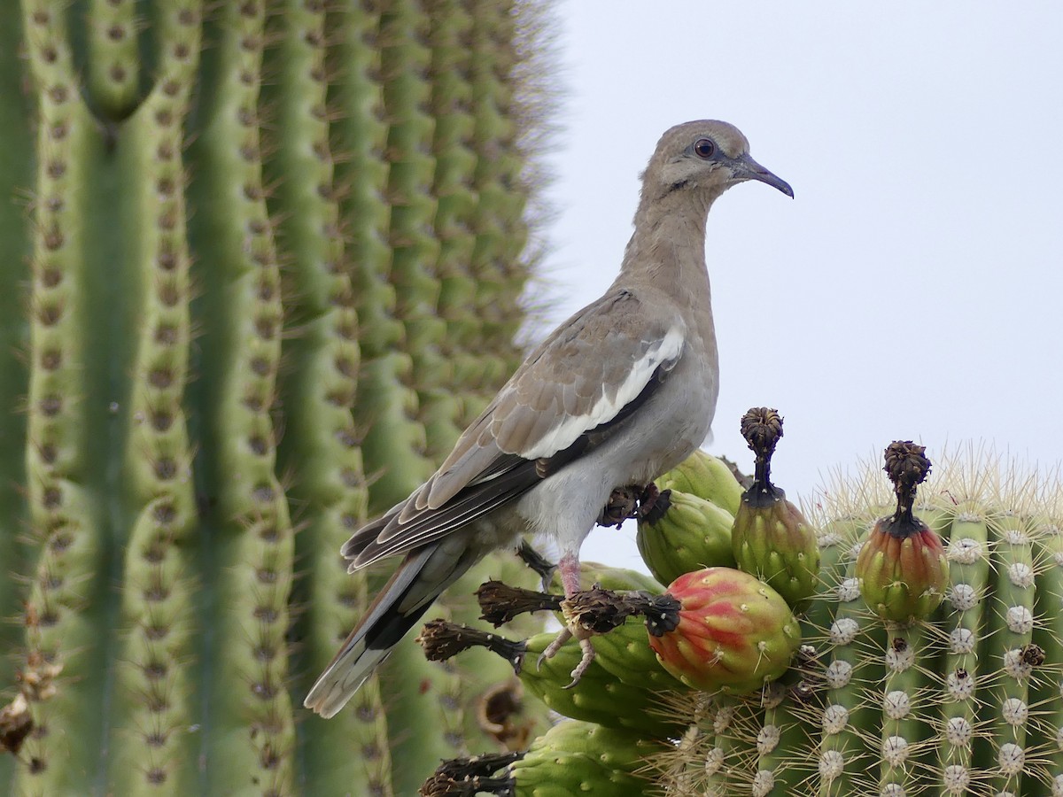 White-winged Dove - ML620705116