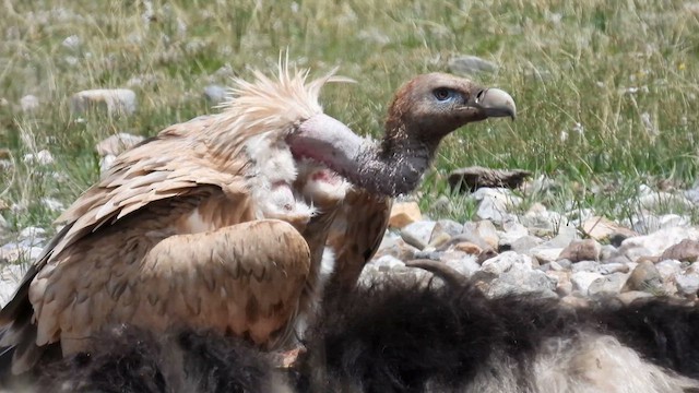 Himalayan Griffon - ML620705120