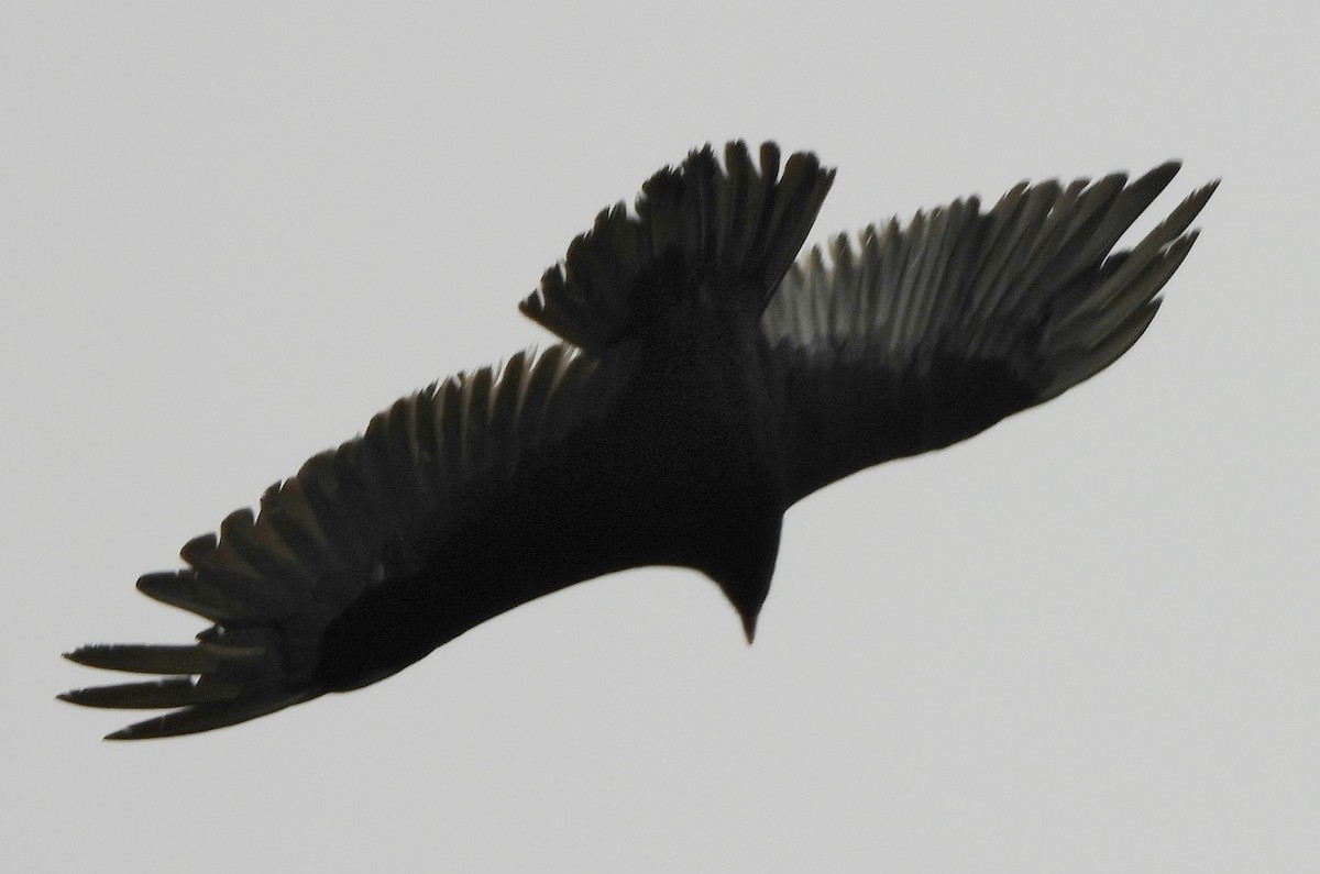 Turkey Vulture - ML620705121