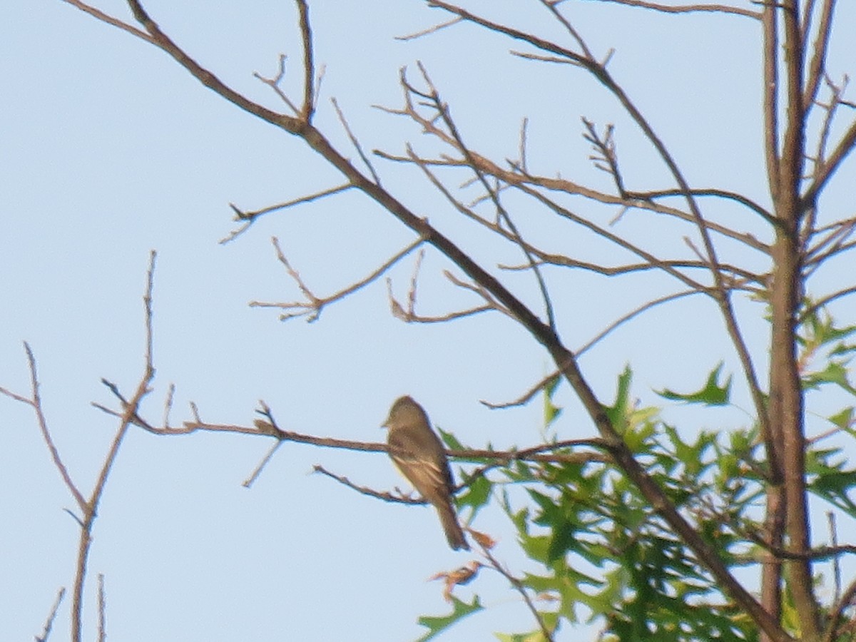 Eastern Wood-Pewee - ML620705122