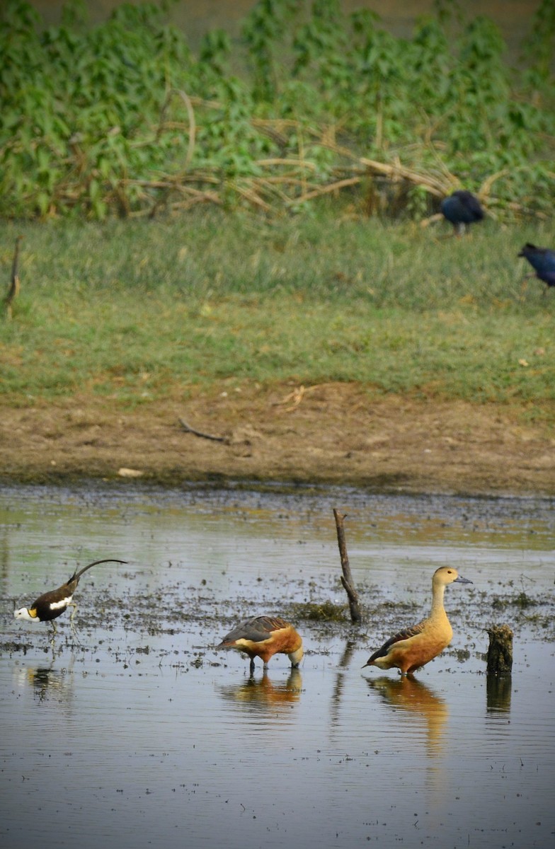 Pheasant-tailed Jacana - Karthik Solanki