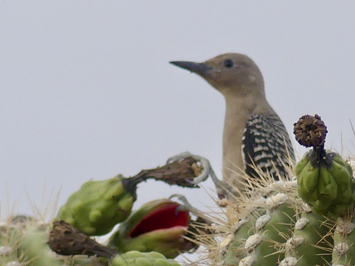 Gila Woodpecker - ML620705129