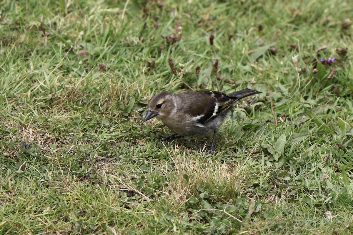 Azores Chaffinch - ML620705130