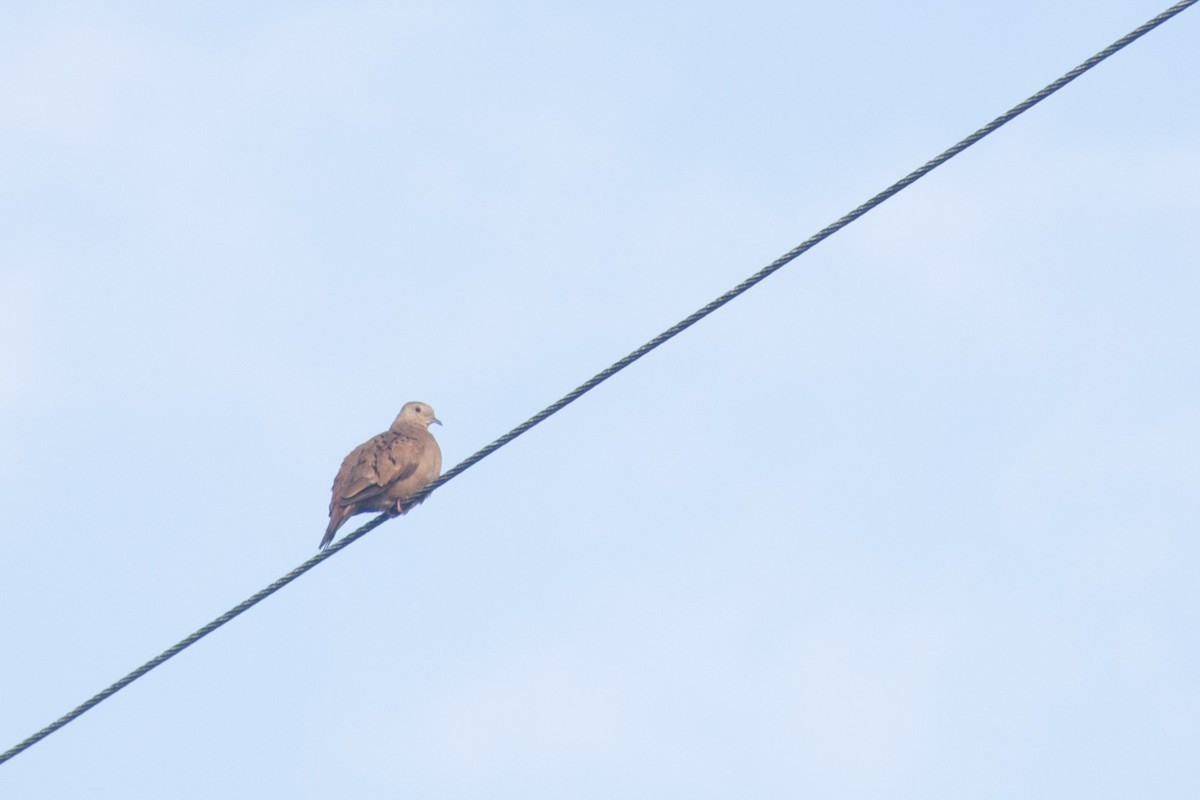 Ruddy Ground Dove - ML620705132