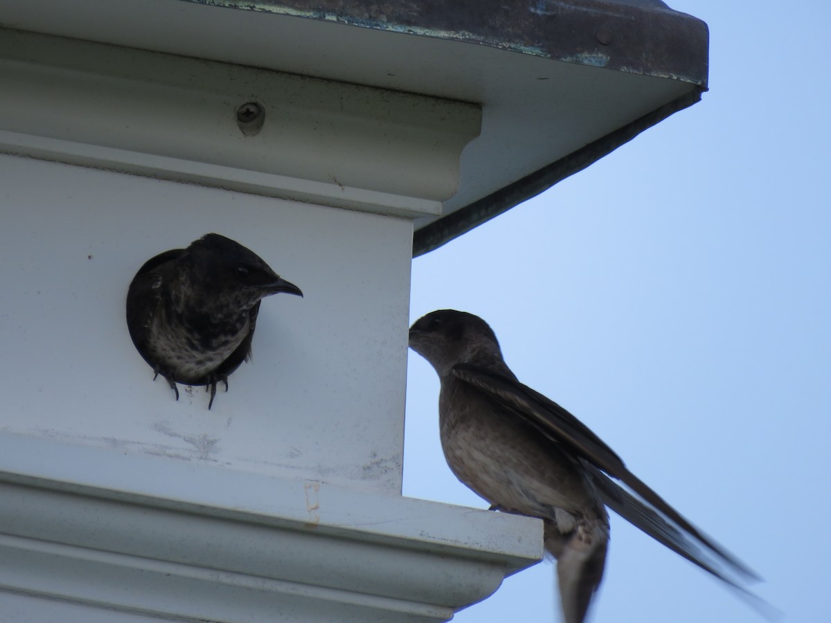 Purple Martin - ML620705133