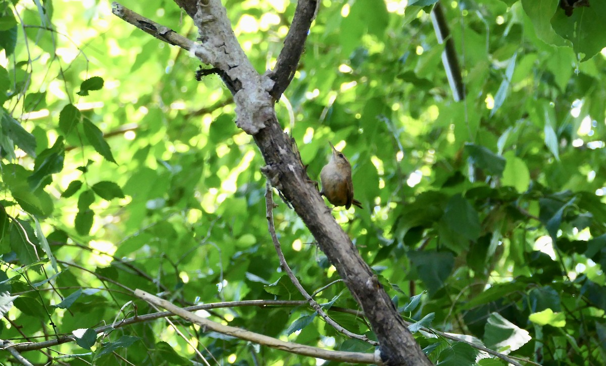 Eurasian Wren - ML620705136