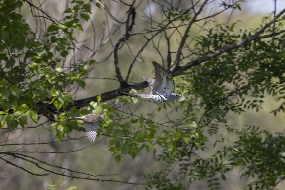 Common Cuckoo - Delfin Gonzalez