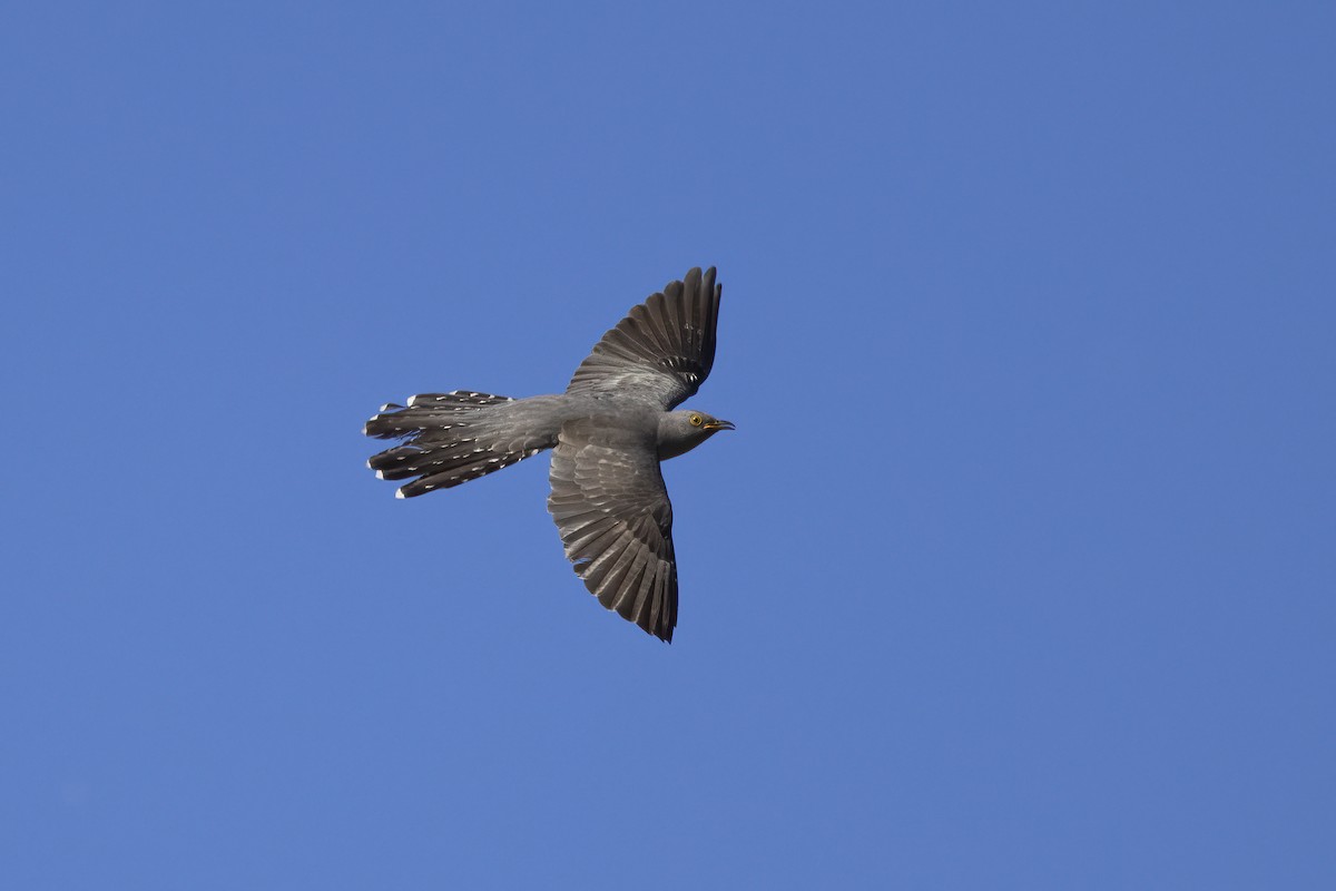 Common Cuckoo - ML620705140