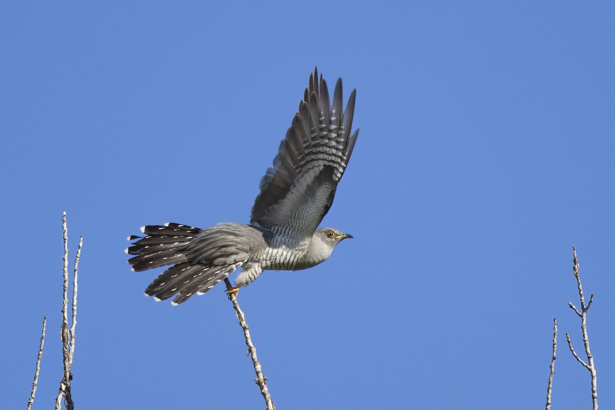 Common Cuckoo - ML620705148