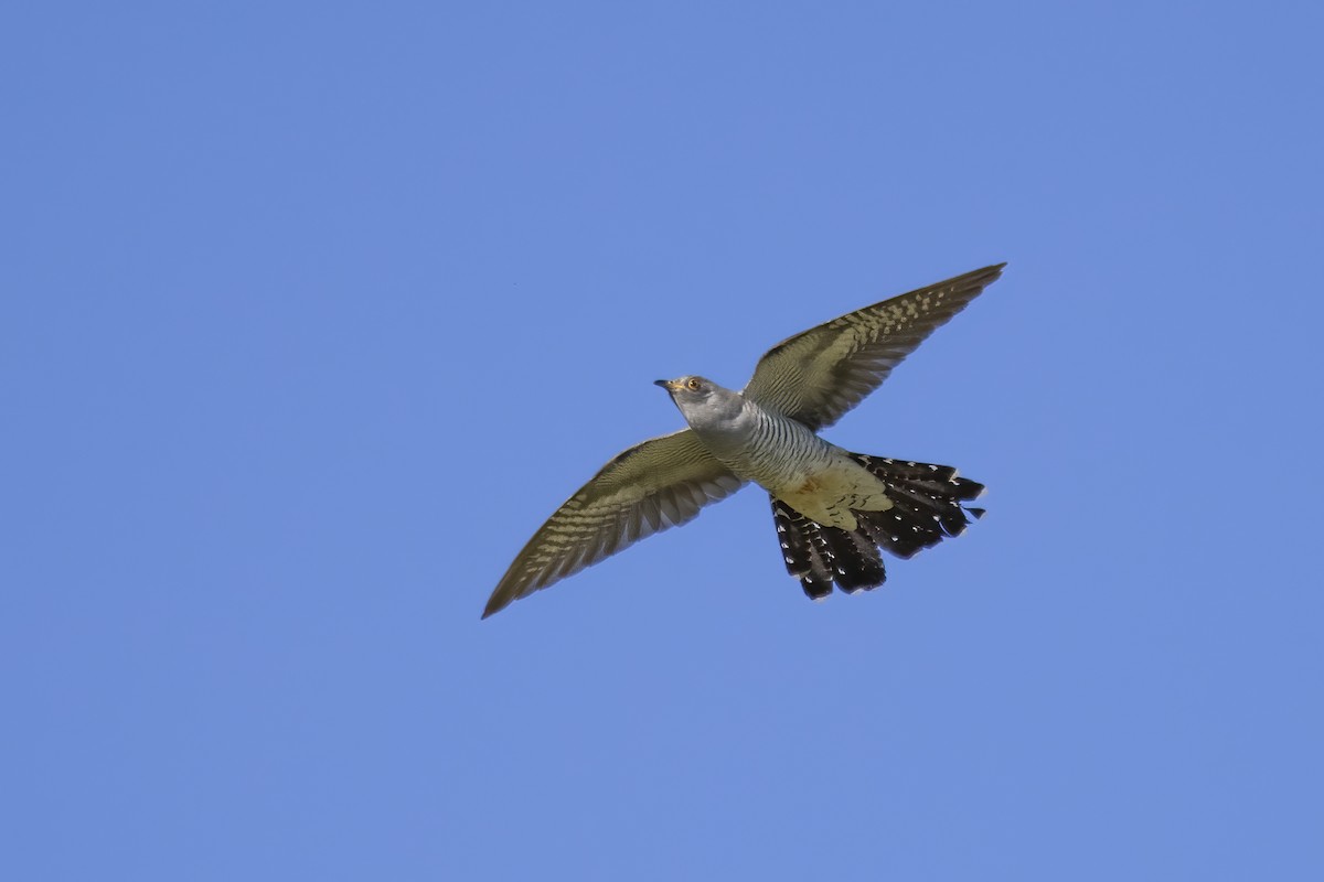 Common Cuckoo - ML620705150