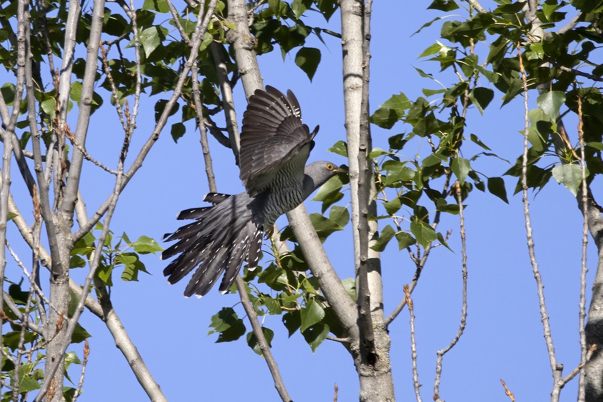 Common Cuckoo - ML620705152