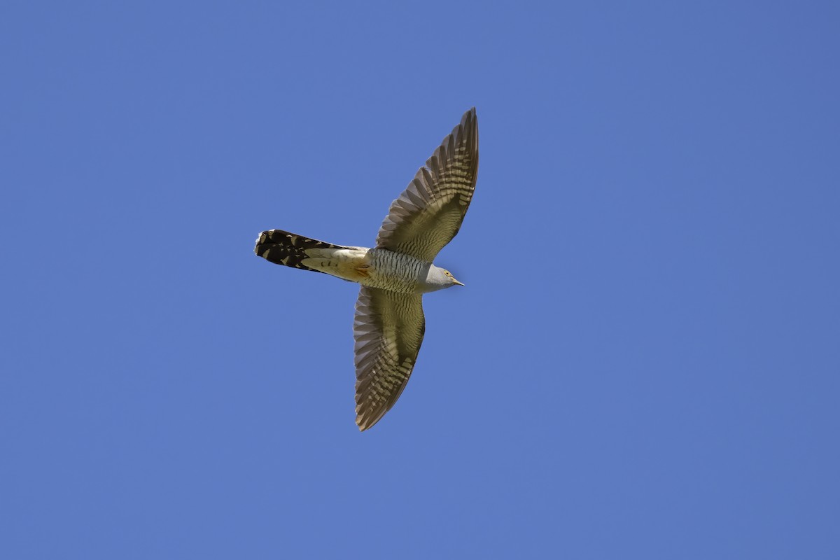 Common Cuckoo - ML620705153