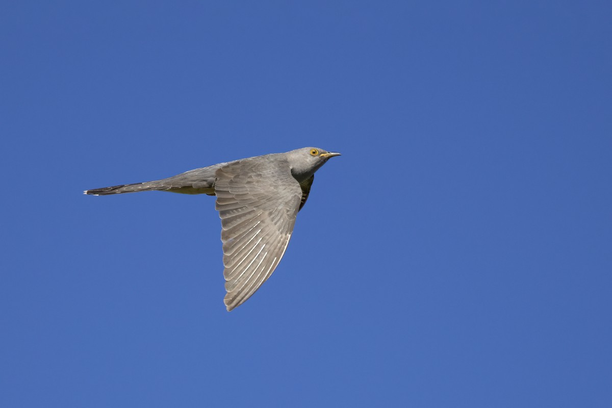 Common Cuckoo - Delfin Gonzalez