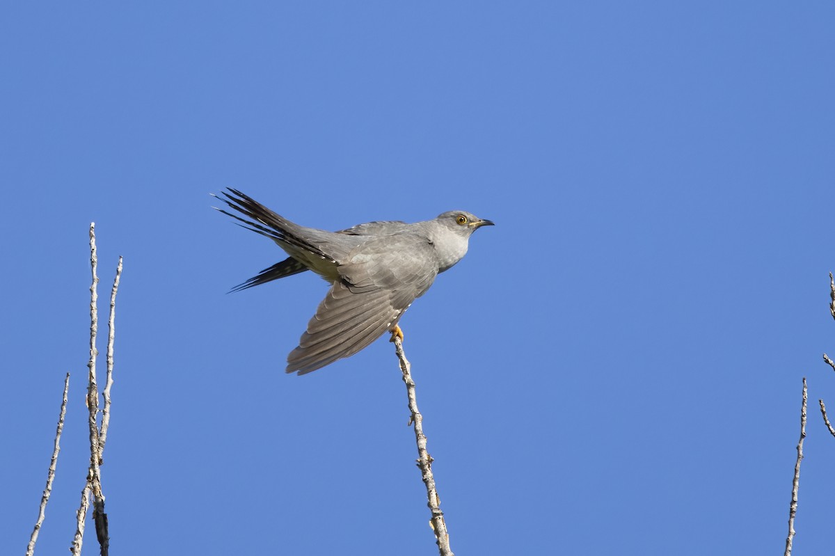 Common Cuckoo - ML620705156