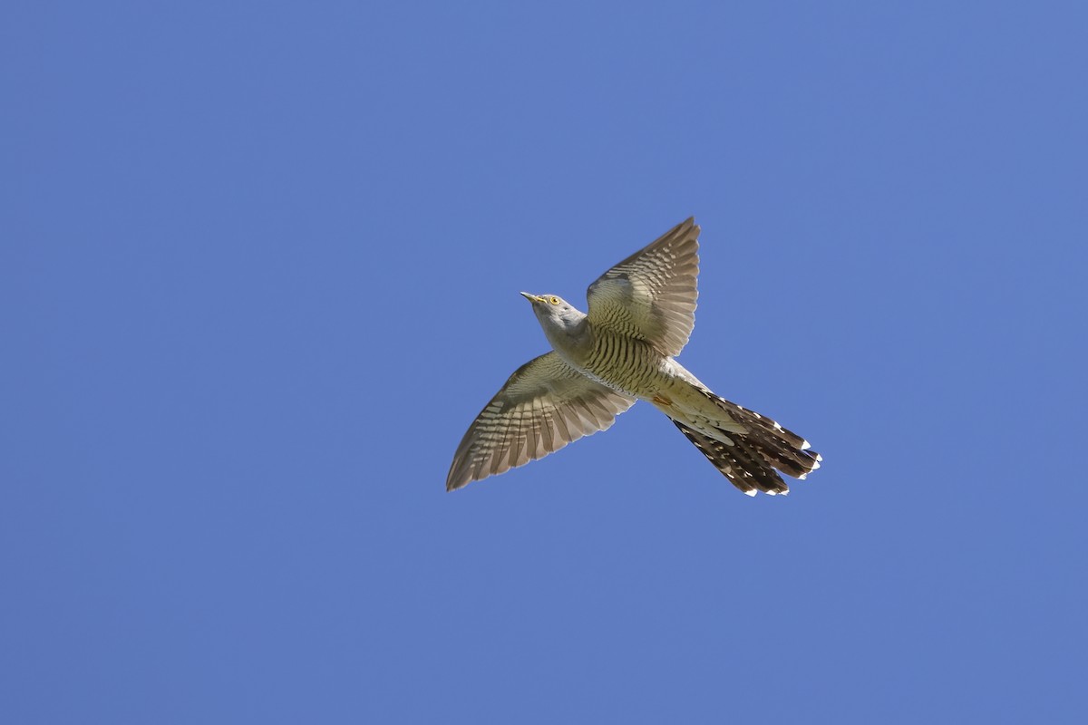 Common Cuckoo - ML620705157