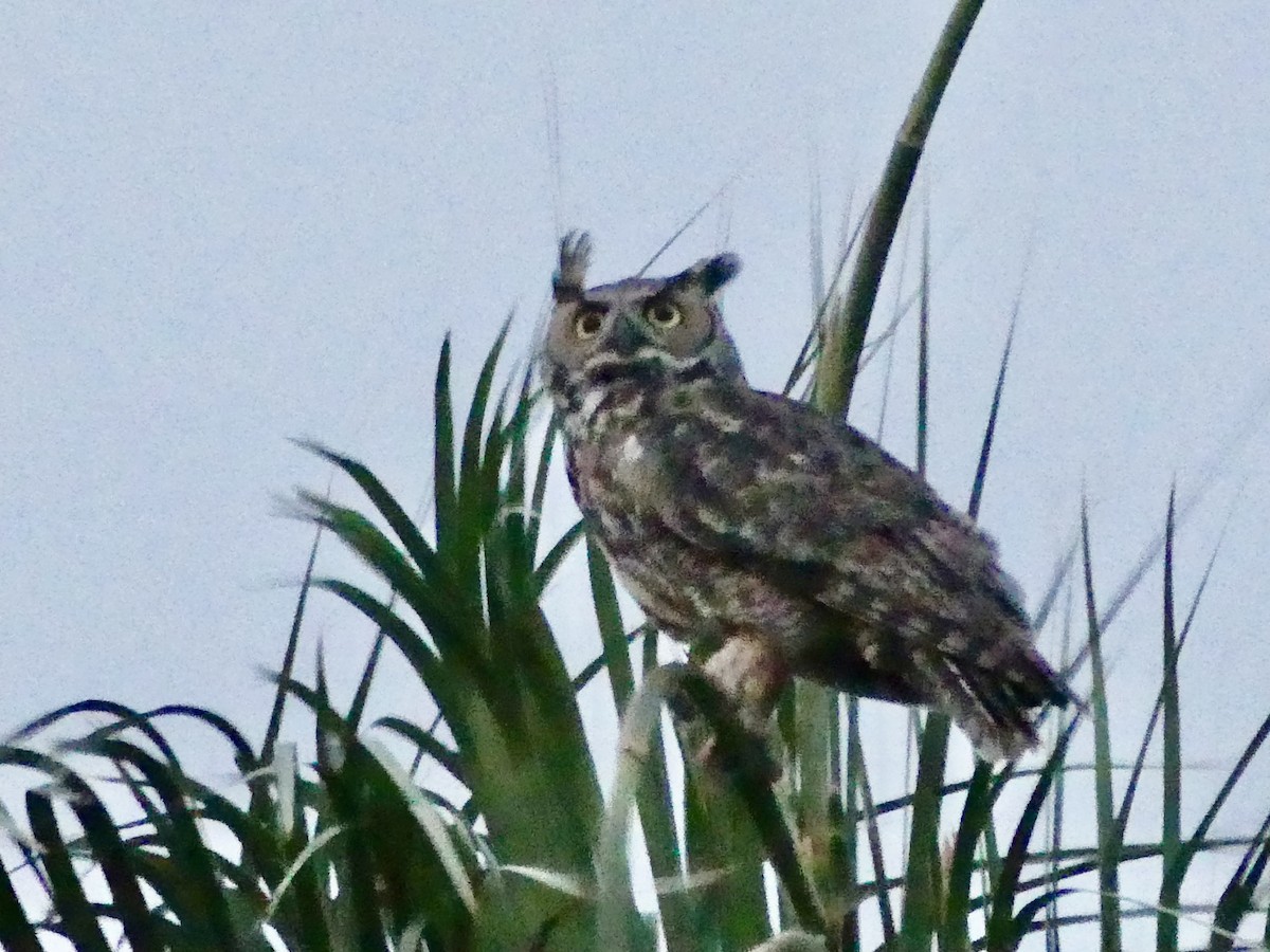 Great Horned Owl - ML620705158