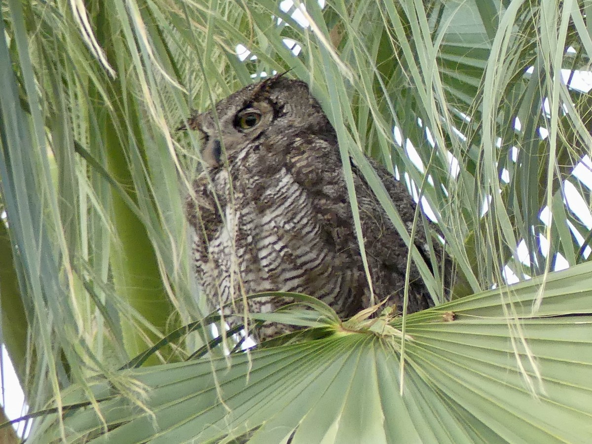 Great Horned Owl - ML620705159