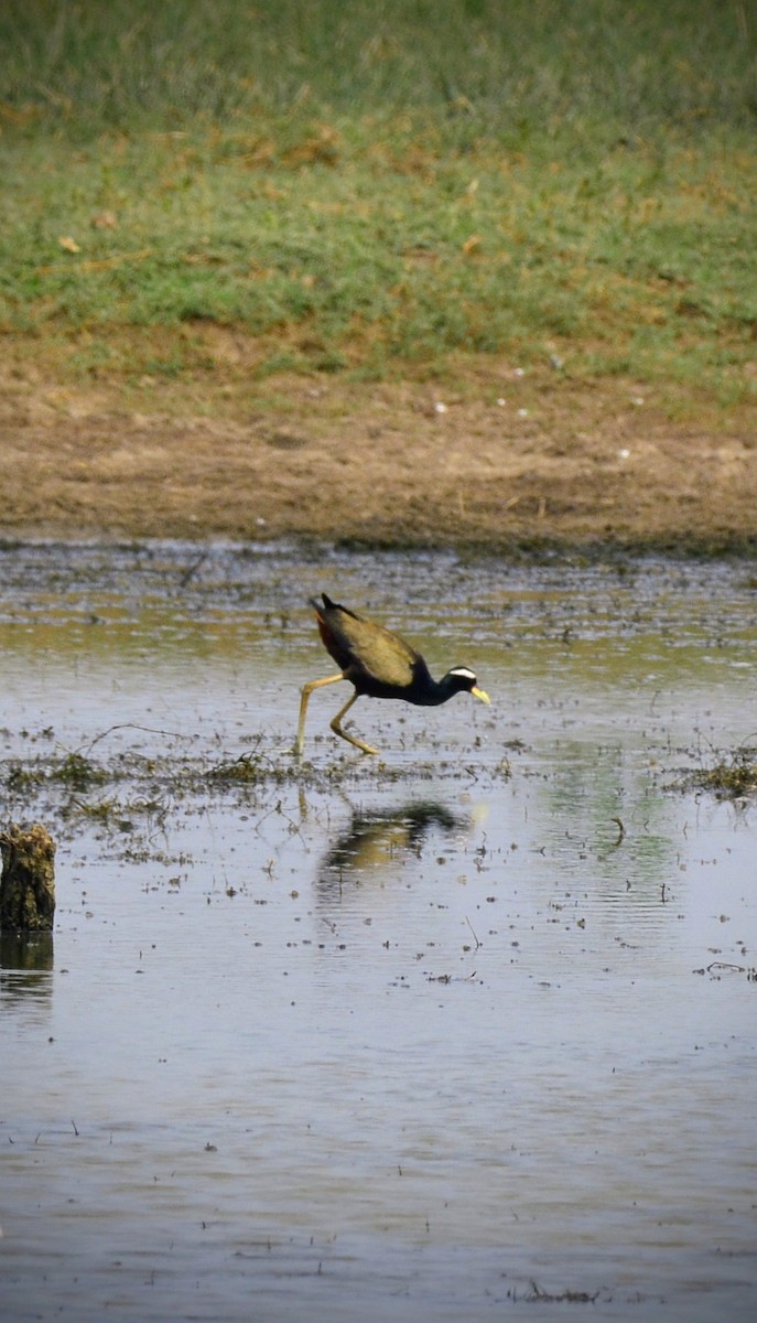 Bronze-winged Jacana - ML620705166