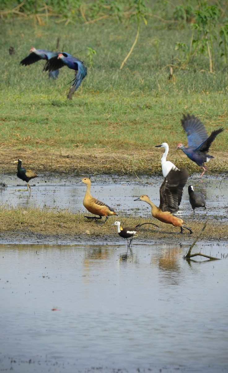 Bronze-winged Jacana - ML620705167