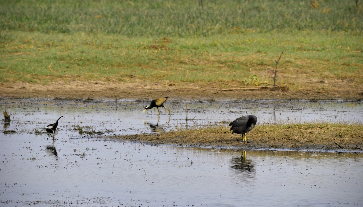 Jacana Bronceada - ML620705168