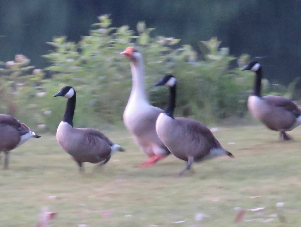 Graylag Goose (Domestic type) - ML620705169