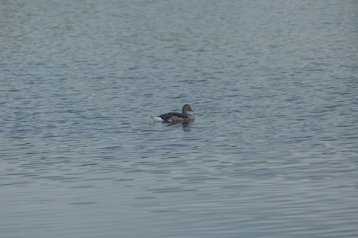 Graylag Goose - ML620705172