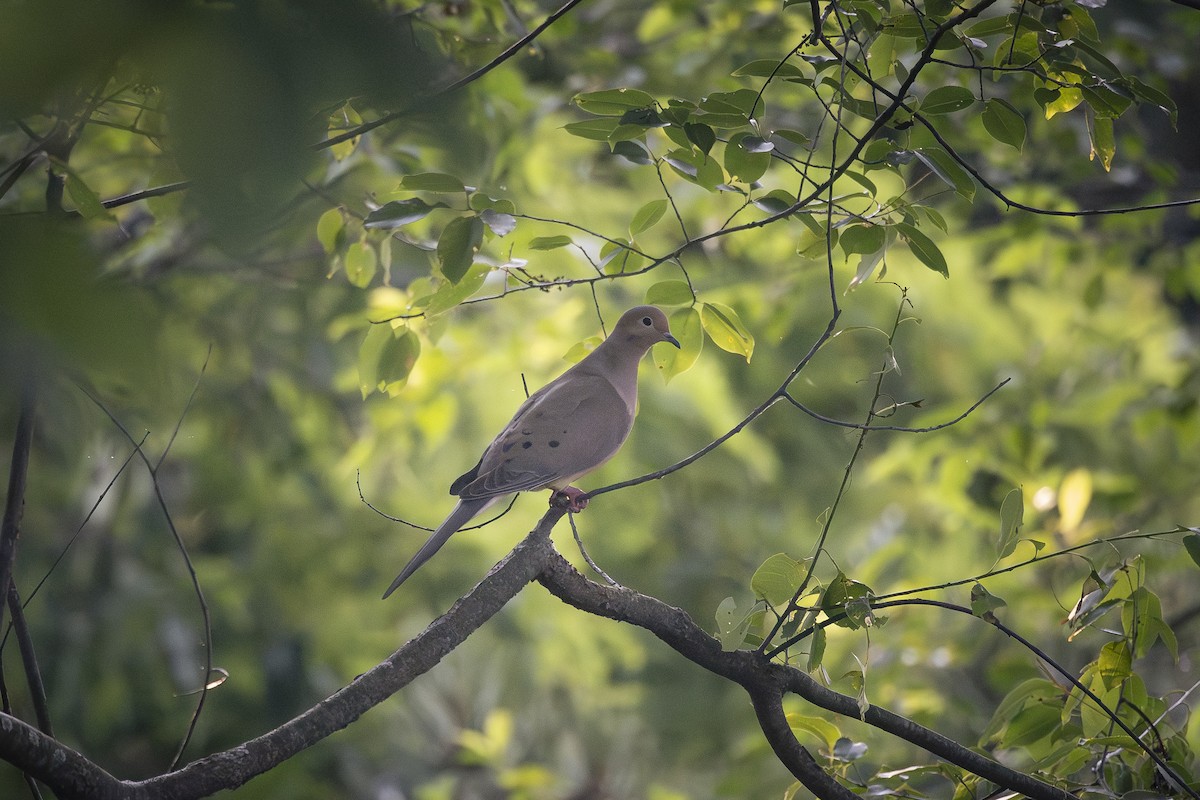 Mourning Dove - Joel Bookhammer