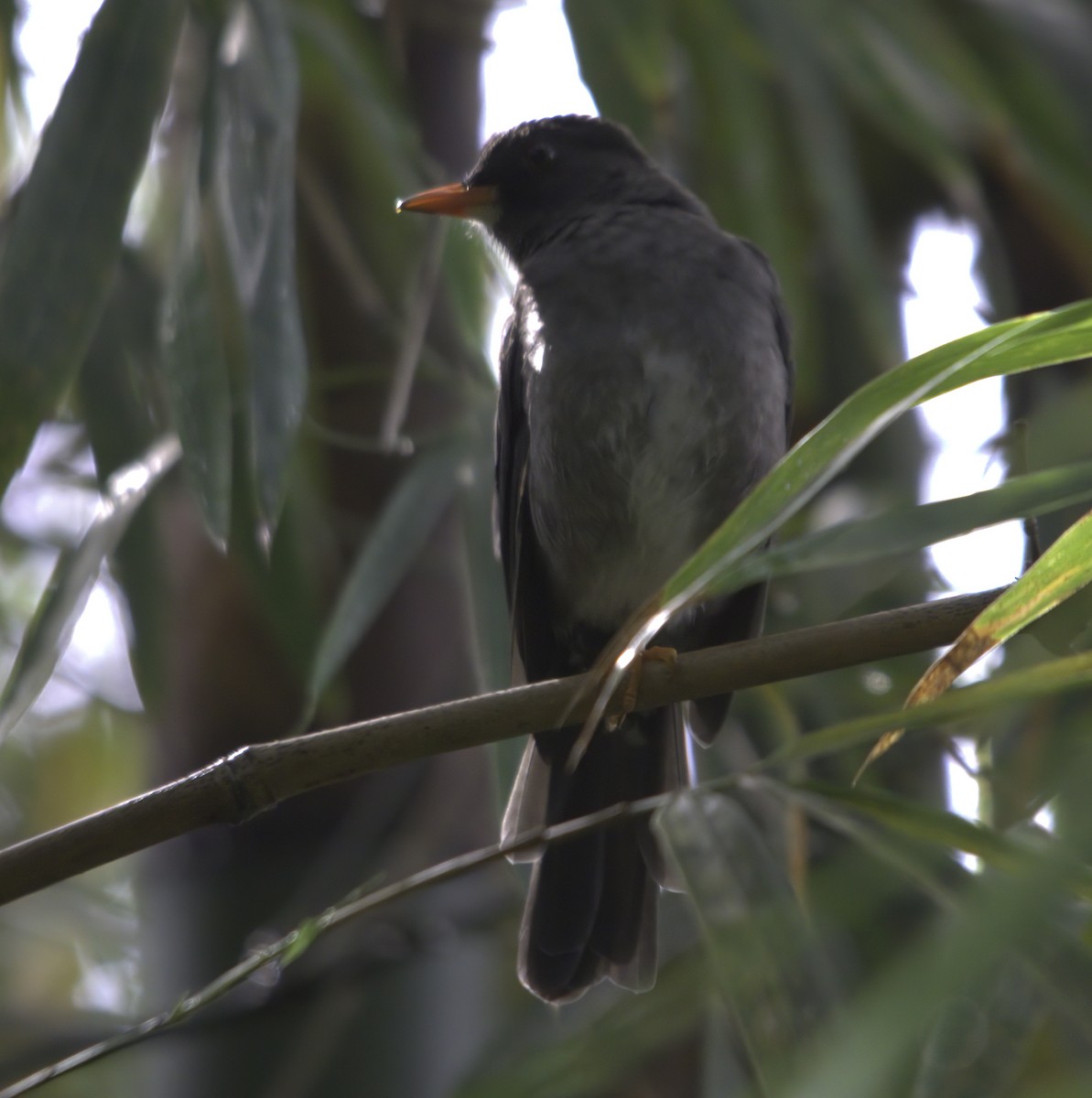 White-chinned Thrush - ML620705175