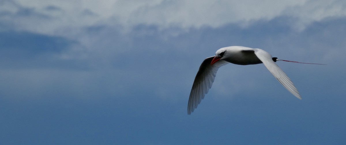 Red-tailed Tropicbird - ML620705177