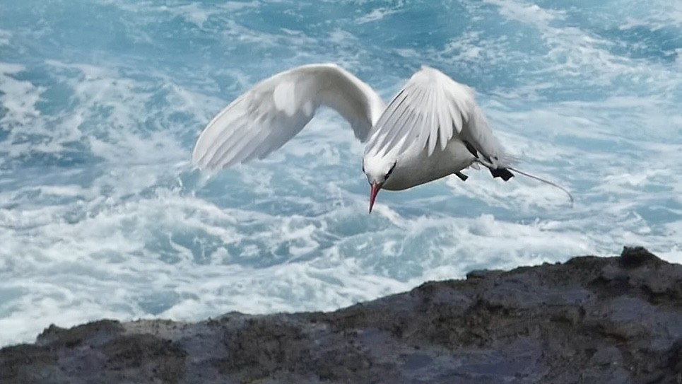 Red-tailed Tropicbird - ML620705178