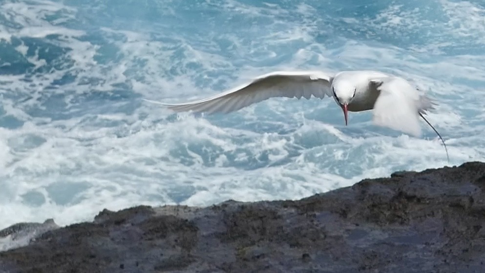 Red-tailed Tropicbird - ML620705179