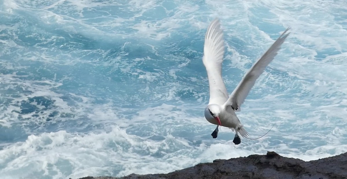 Red-tailed Tropicbird - ML620705180