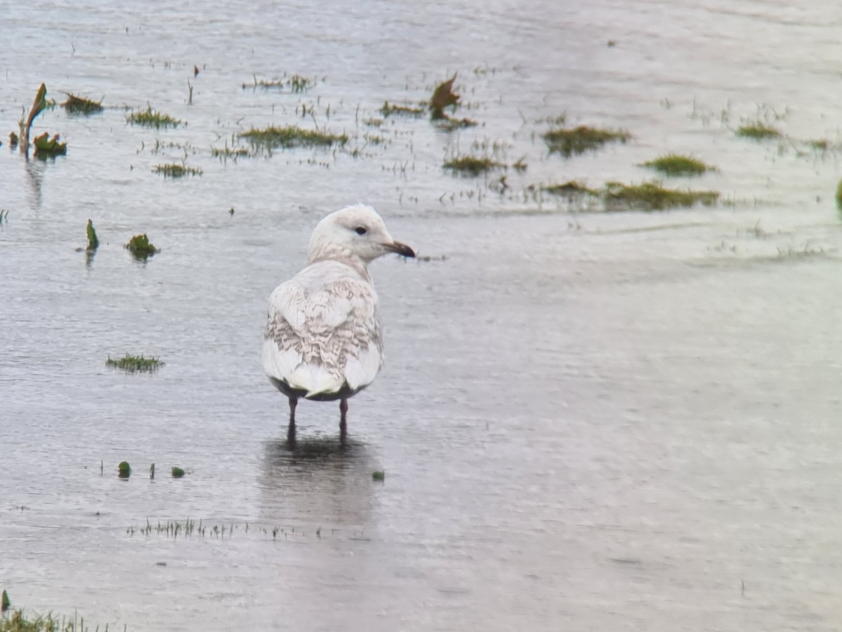 Iceland Gull - Benjamin Knes