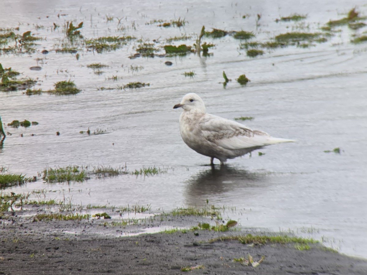 Goéland arctique - ML620705184