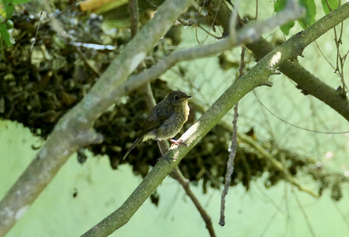 European Robin - ML620705185