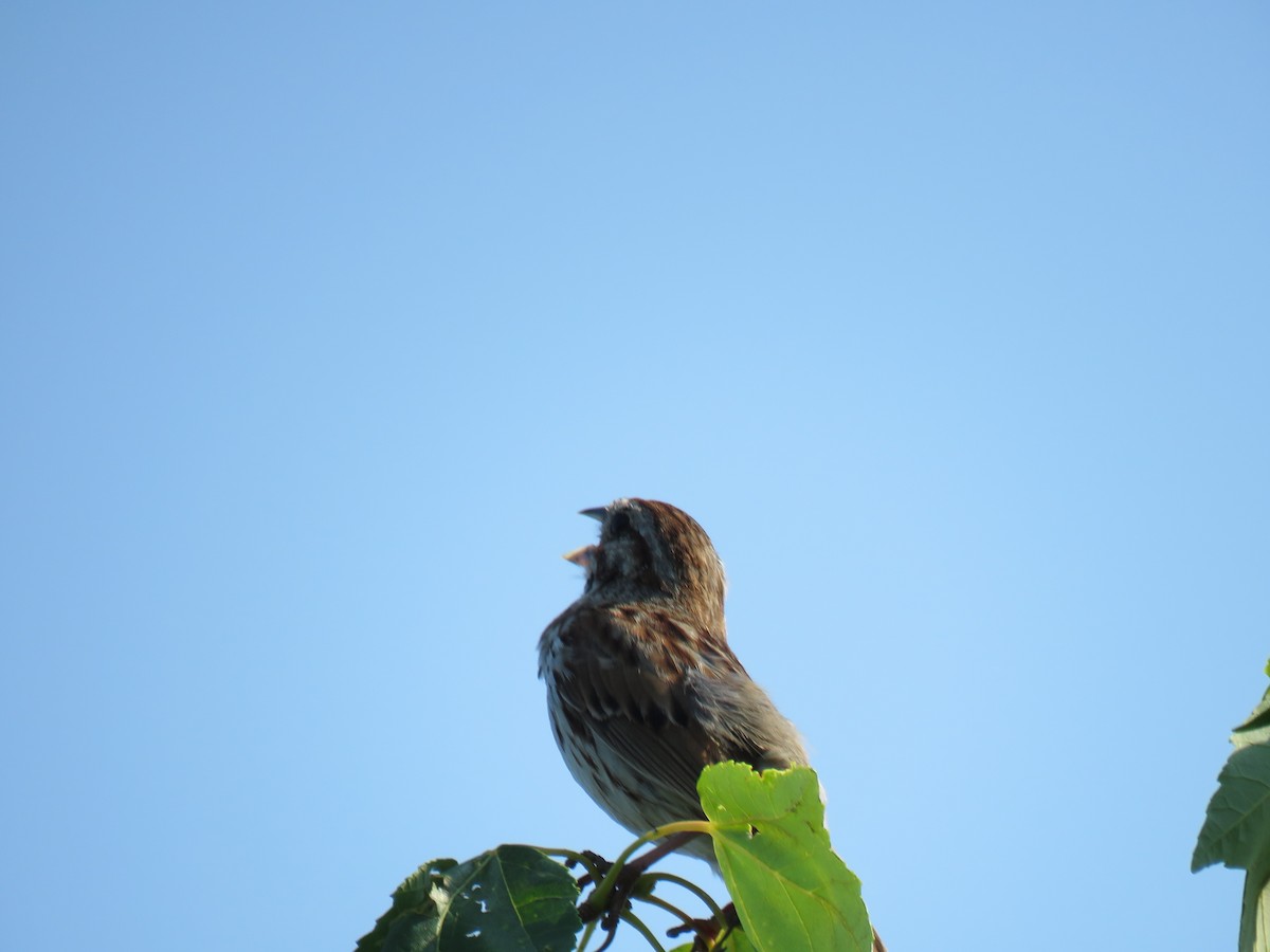 Song Sparrow - ML620705186