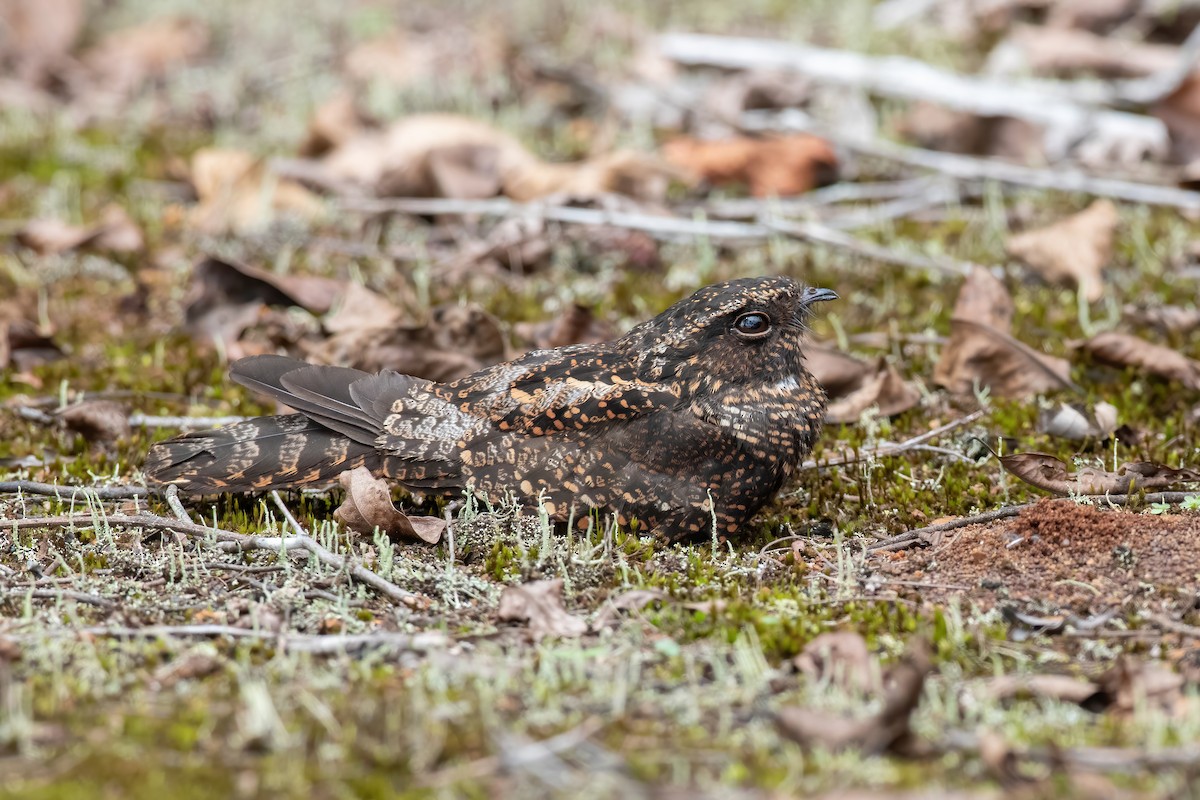 Blackish Nightjar - ML620705187