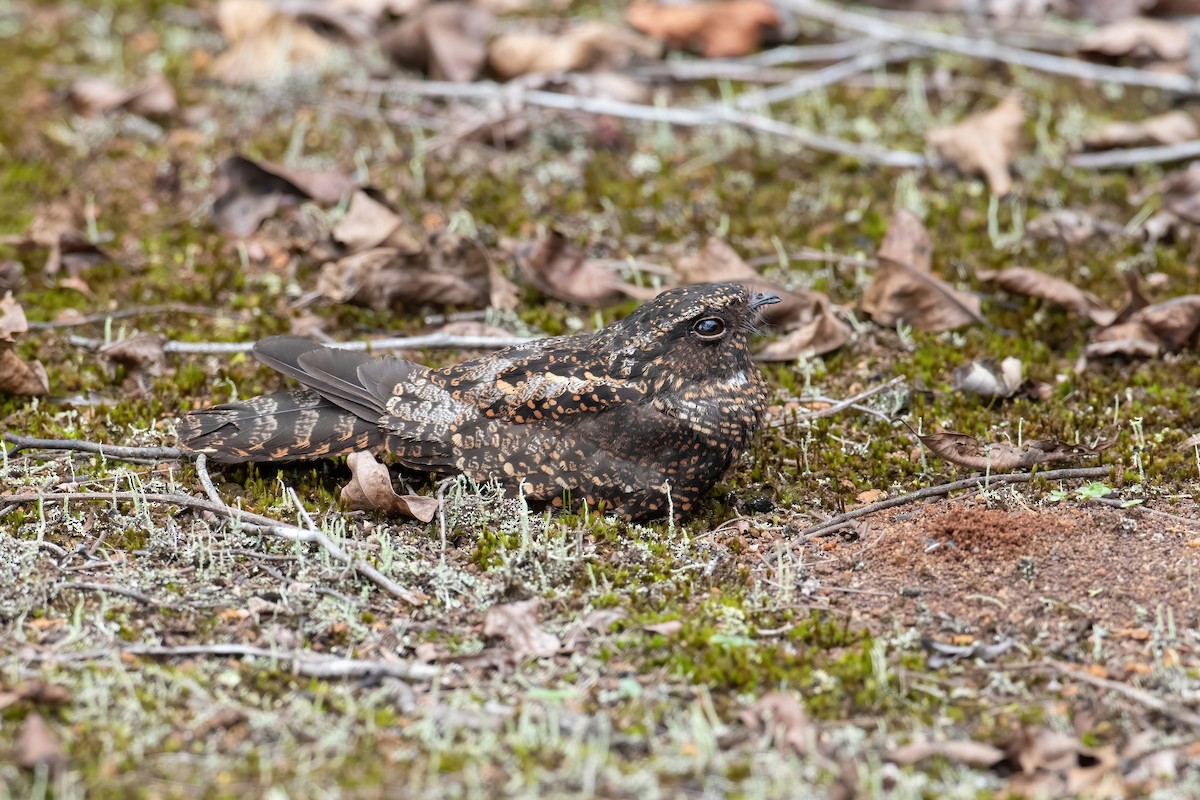 Blackish Nightjar - Andre Moncrieff