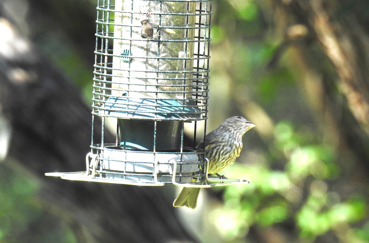 House Finch - ML620705190