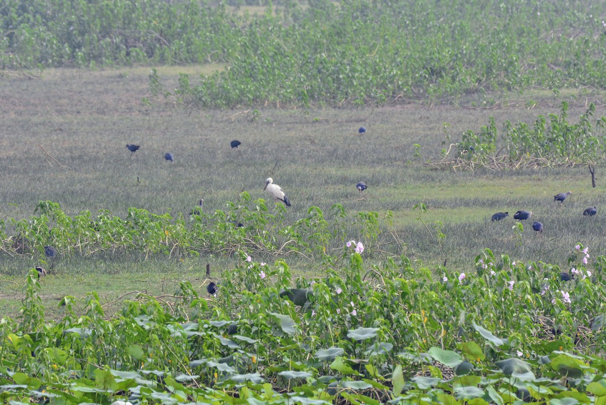 Asian Openbill - ML620705194