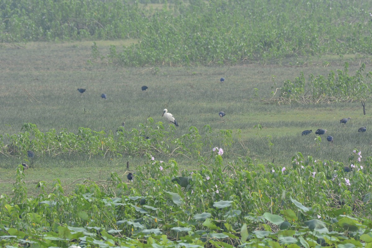 Asian Openbill - Karthik Solanki